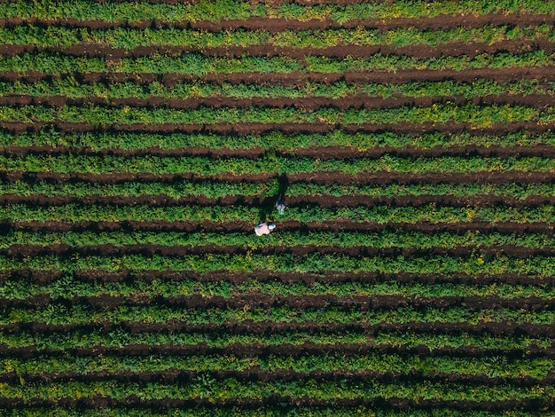 Overhead view mother with son at strawberry farm