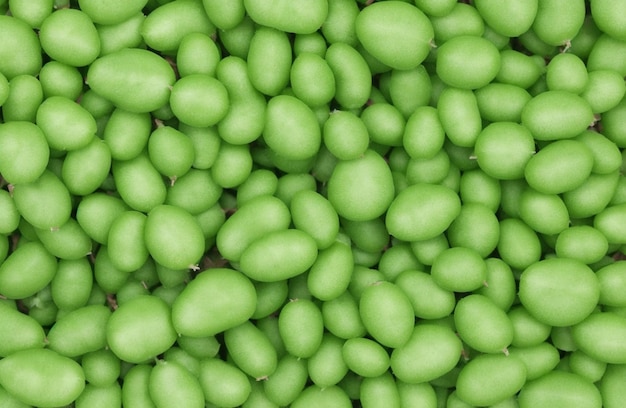 Photo overhead view of pea beanss