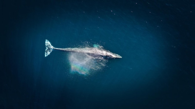 Overlooking a big whale in the deep blue sea