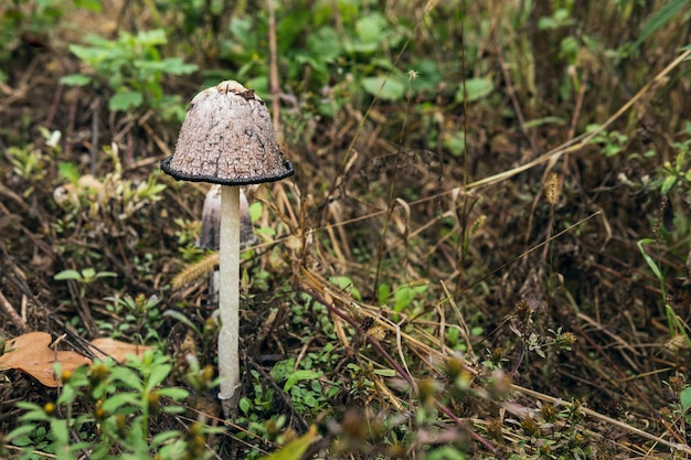 Overripe alcohol inky cap wild mushroom Inedible poisonous fungus