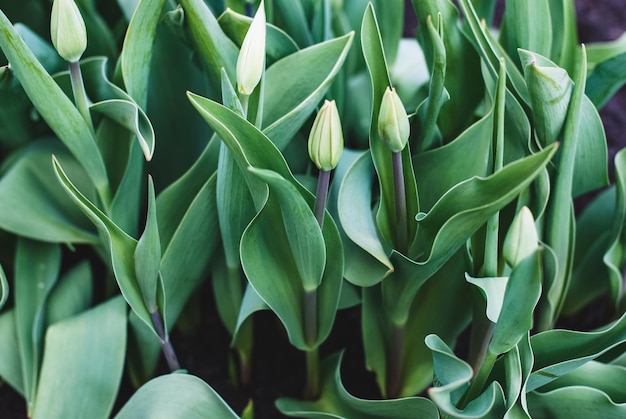 Overwintered tulips with buds ready to bloom in spring garden bed