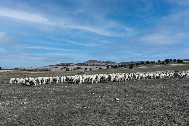 Ovis orientalis aries  The sheep is a domestic hoofed quadrupedal mammal