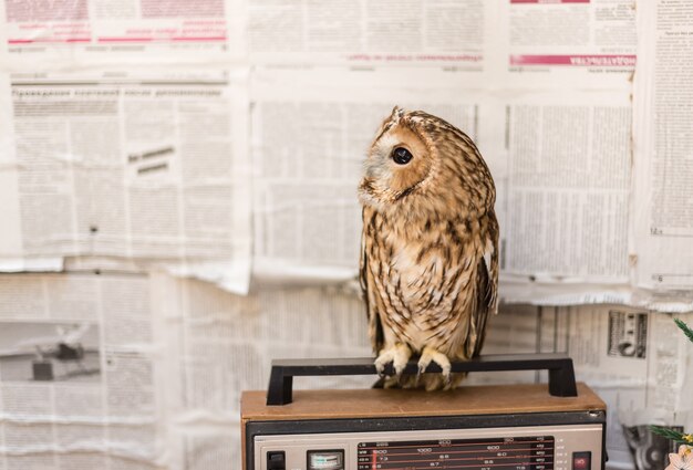 Photo owl on the background of old newspapers