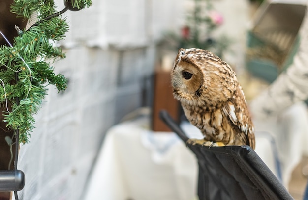 Owl on the background of old newspapers