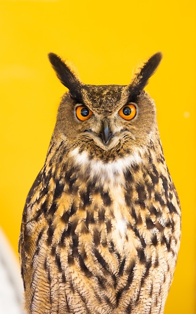 Owl closeup looking at the camera One animal nobody concept for wildness and wildlife