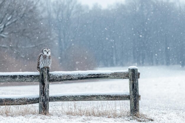 Photo owl on a fence in a snow storm