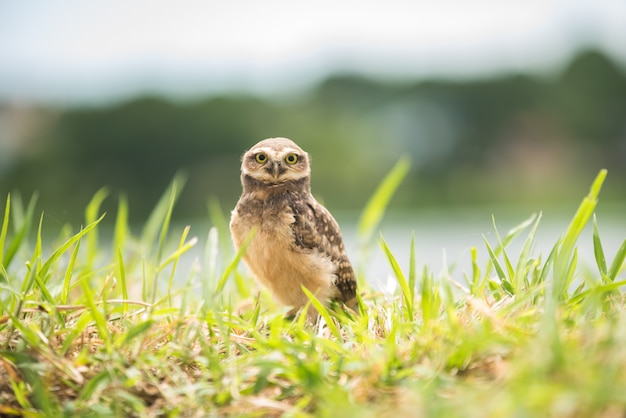 Owl on the ground looking 