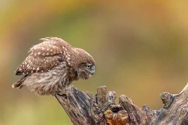 Owl in natural habitat Little owl Athene noctua sitting on a stick