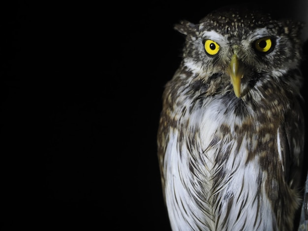 Owl portait isolated on black