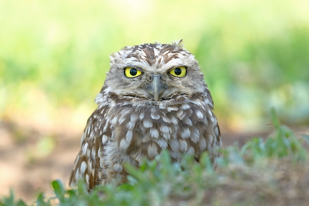 Owl standing staring with its deep gaze