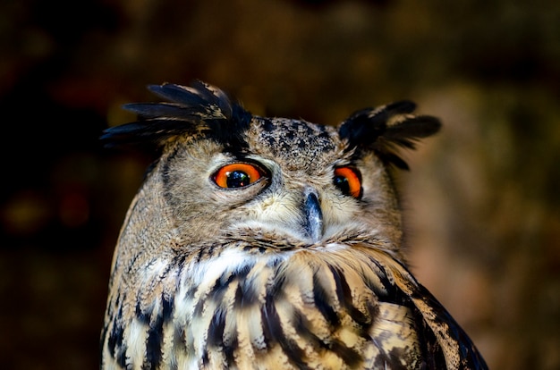  Owl staring with golden eyes