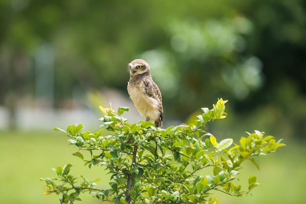 Owl on the tree looking aside