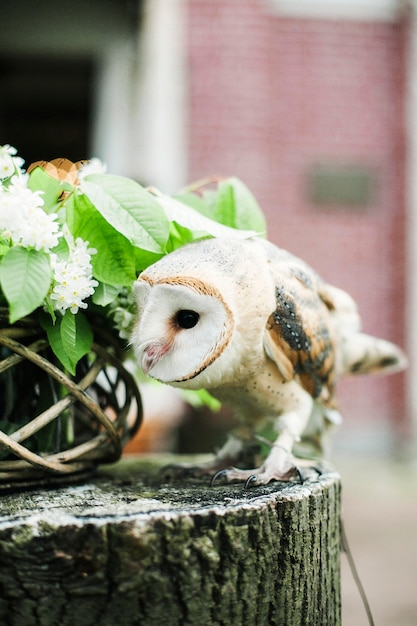 Owl for a wedding photo shoot.