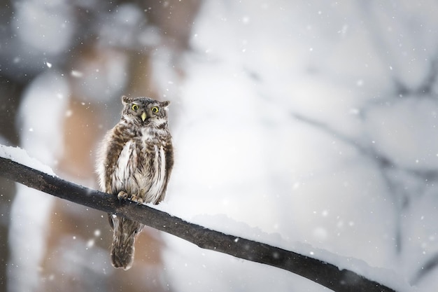 Owl in winter forest on stump Pygmy small bird via snowfall Small owl in natural habitat Glaucidium passerinum