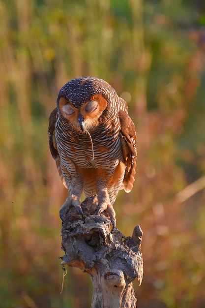 An owl with its prey