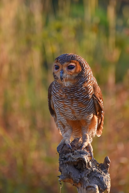 An owl with its prey