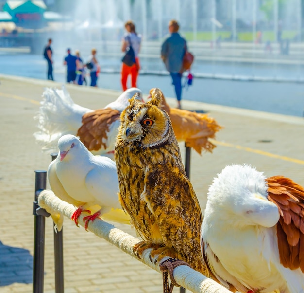 Owl with pigeons on the street.