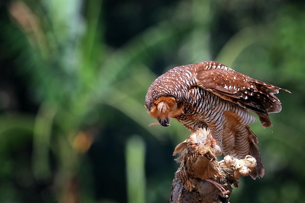 Owls catch prey for small chickens animal closeup Owls in hunt