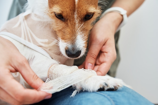 Owner bandages the dogs paw pet care jack russell terrier with catheter rehabilitation of animal after surgery