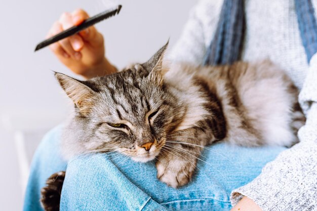 owner combs out shaggy big gray cat lying on lap