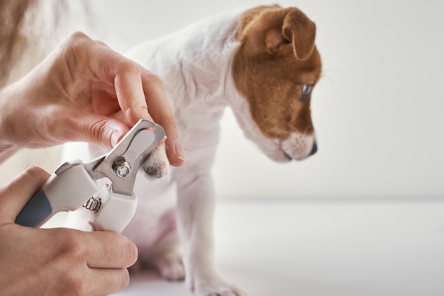 Photo owner cuts nails jack russel terrier puppy dog with scissors