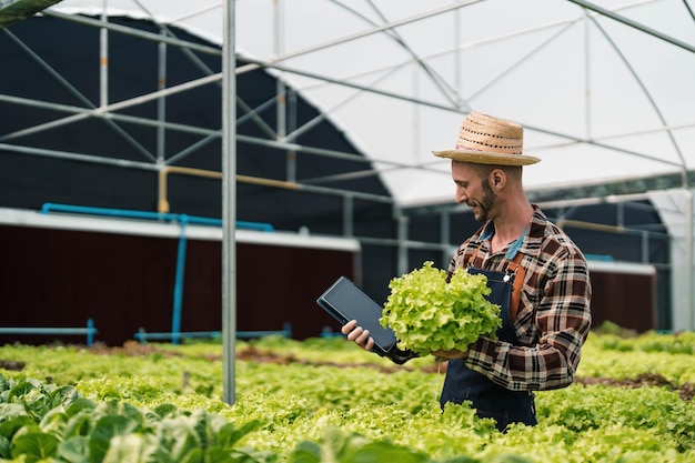 Owner of the hydroponics vegetable garden is checking the quality of the vegetables and checking or recording the growth of the vegetables in the garden Vegetables in the greenhouse