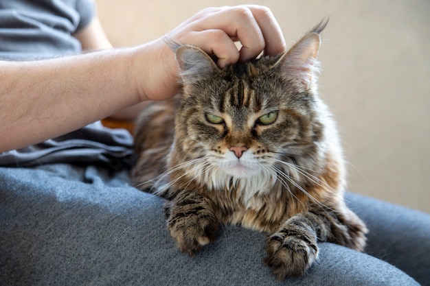 The owner keeps the Maine Coon cat on his lap and strokes it