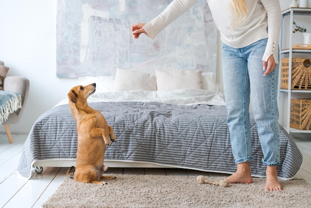 Owner playing with joyful dog at home happy young woman enjoying games