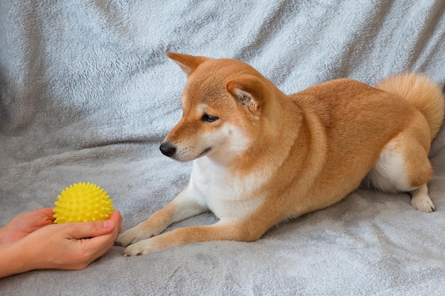 The owner plays with a yellow ball with Shiba inu lying on a gray sofa at home Closeup