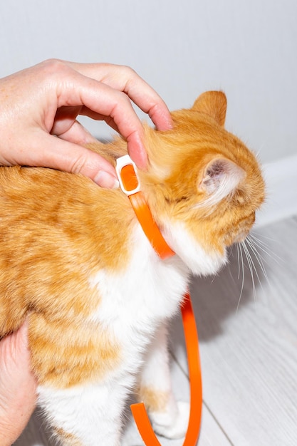 The owner puts a parasite collar on the red kitten Prevention of parasitic diseases in animals