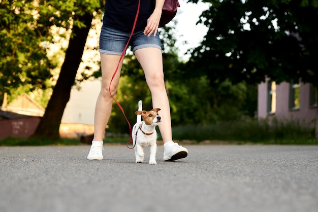 Owner walking her jack russell terrier dog