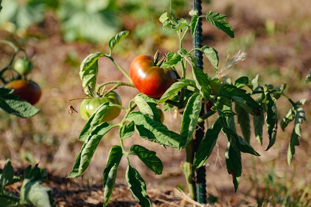 Ox heart tomatoes in an ecological garden with mulching and biodegradable link Solanum lycopersicum cuor di bue