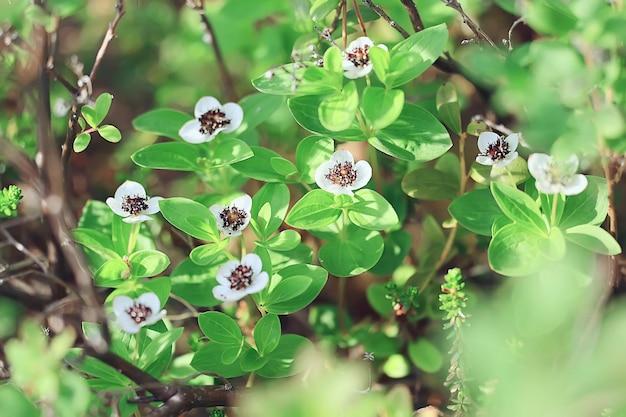 oxalis blooms in the forest, landscape in the spring forest, seasonal first flowers