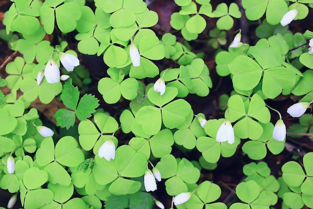 oxalis blooms in the forest, landscape in the spring forest, seasonal first flowers