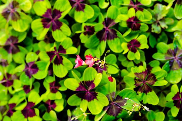 Oxalis in summer