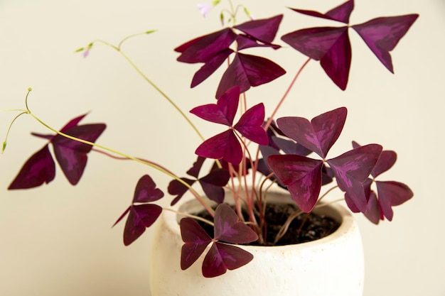 Oxalis Triangularis Mijke plant in a decorative pot Closeup