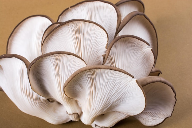 Oyster mushroom or Pleurotus ostreatus mushroom