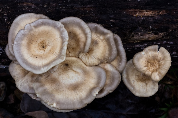 Oyster mushroom