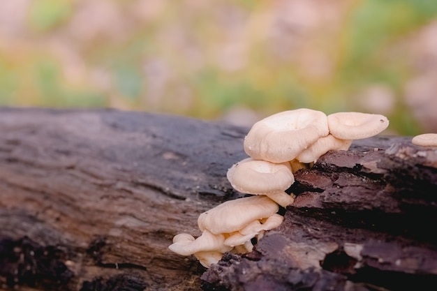 Oyster mushroom