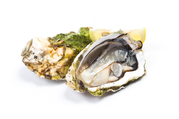  Oysters in the white background