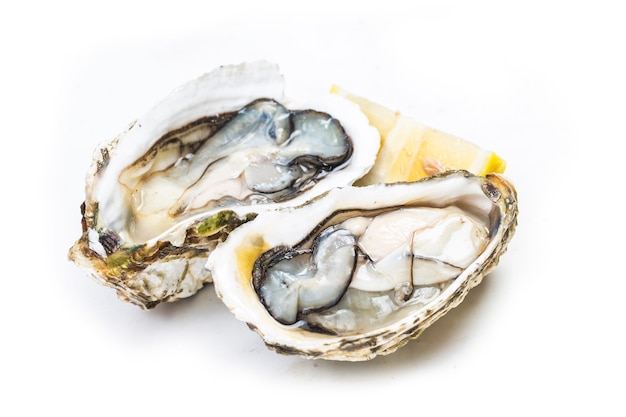 Oysters in the white background