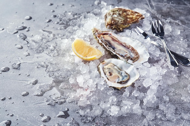 Oysters with lemon on ice on gray background closeup