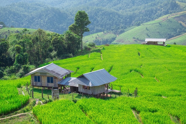 Pa Bong Piang Rice Terraces in Mae Chaem, Chiang Mai, Thailand.