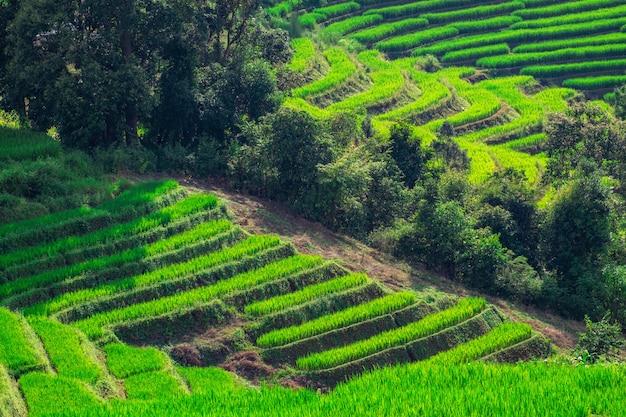 Pa Bong Piang Rice Terraces in Mae Chaem, Chiang Mai, Thailand.