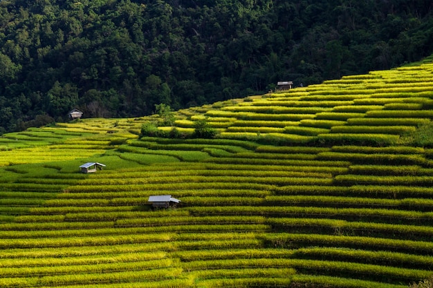 Pa Pong Piang Rice terraces,Chiang Mai,Mae Cham, Thailand