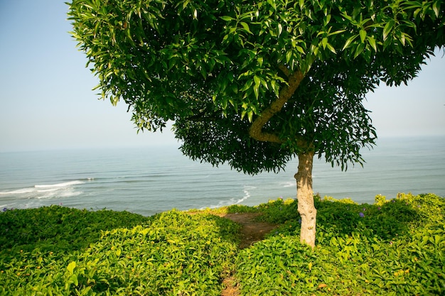 The Pacific Ocean warms the shores of Lima the capital of Peru