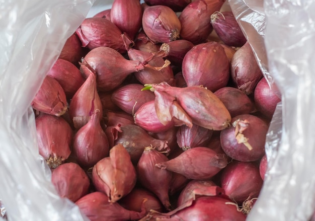 A package with red bulbs prepared for planting in the ground