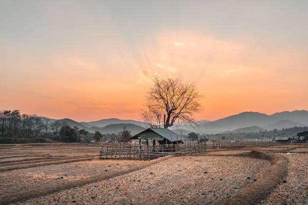 Paddy field And cabin after harvest in the evening