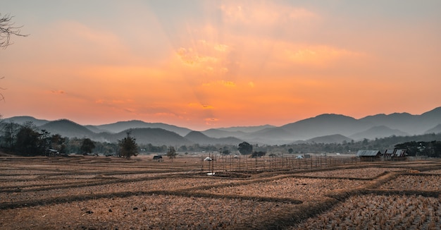 Paddy field And cabin after harvest in the evening