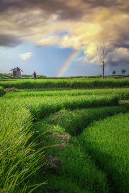 Paddy field Landscape in beautiful rainbow in the sky